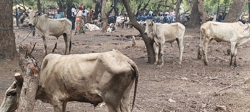 Paga Gets New Animal Market Through Paga Youth Movement Interventions to Boo
