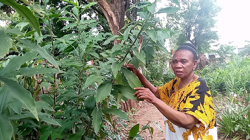 CPHA advocates for cultivation of tea to promote healthy living, diversify Nigeria economy - Vimarsana News