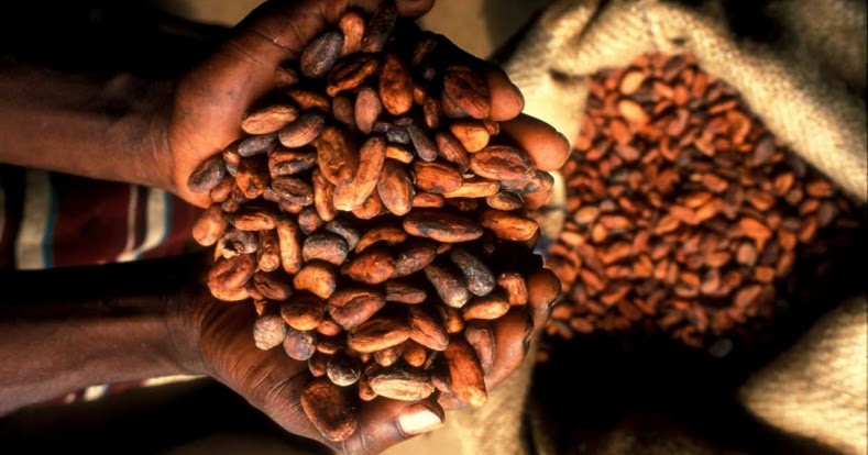 SEND Ghana advocates for tax incentives for Ghanaian-owned cocoa processing companies - Vimarsana News