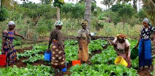 Demystifying Indigenous Knowledge and Myths in Advancing African Agriculture