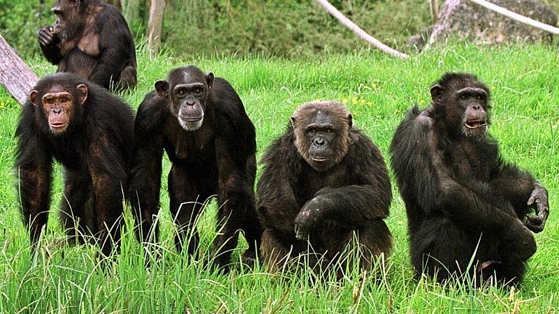 Monkey business: artist chimps paint in their own style, study shows