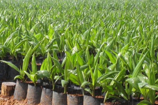 Twifo-Attimokwa Assembly Distribute 50,000 Hybrid Oil Palm Seedlings To ...