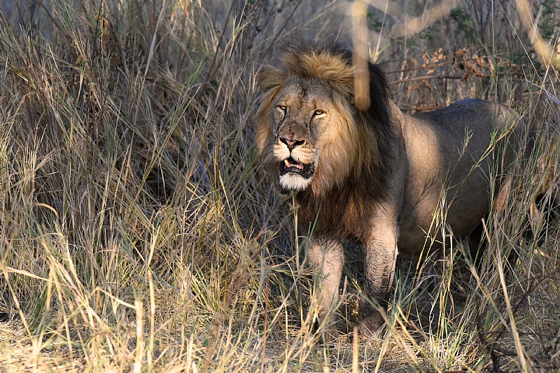 Snare and shotgun injuries reveal more about threats to lions and ...