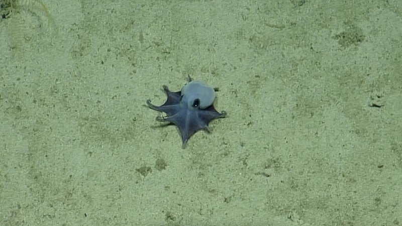 'It's blue!': Scientists discover new deep-sea octopus near Galapagos Islands