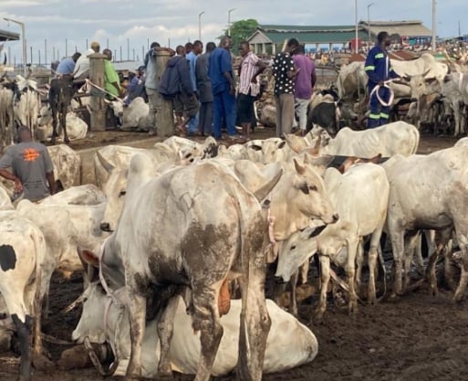 The Empty Stalls: How War, Policy, and a Warming Climate Are Pricing West Africans Out of Their Own Livestock Markets.