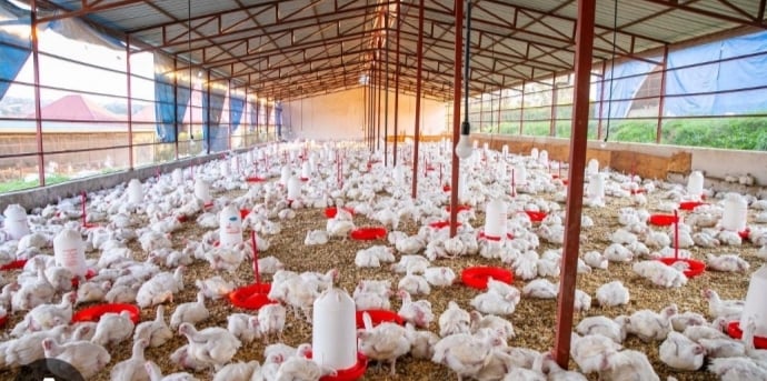 Poultry industry remains an essential pillar of Ghana’s economy - Ho MCE