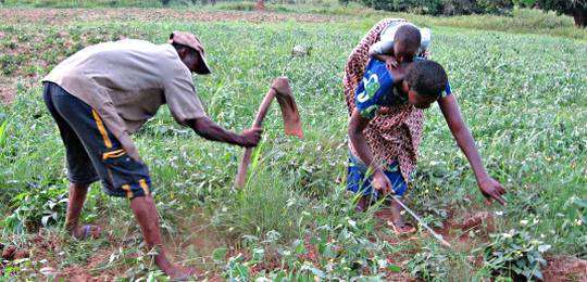 The Untold Story Of The Ghanaian Farmer, A Case Study Of The Rice ...