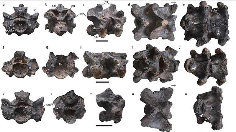 Fossils of colossal prehistoric snake named Vasuki unearthed in India