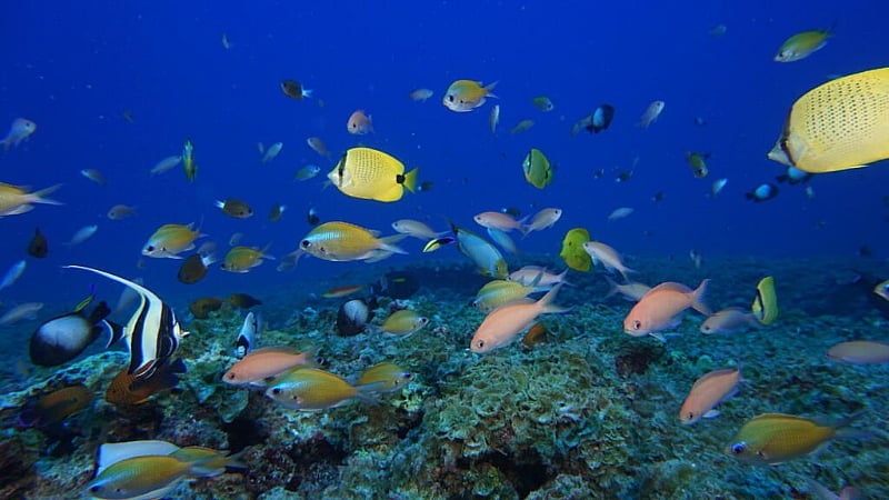 Niue, the tiny island selling the sea to save it from destru...