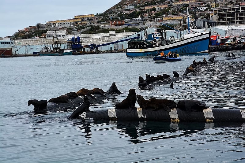 Sharks, seals, hunters, tourists – how wildlife-human interactions matter for conservation