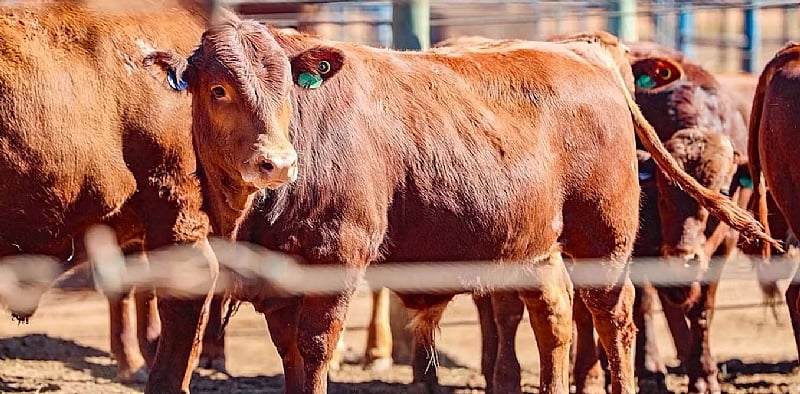 Foot and mouth disease in South Africa: how a tracking system would control outbreaks