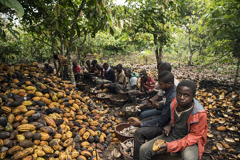 Achievements In Child Protection Are Advancing Cocoa Sustainability, But The Problem Of Farmer