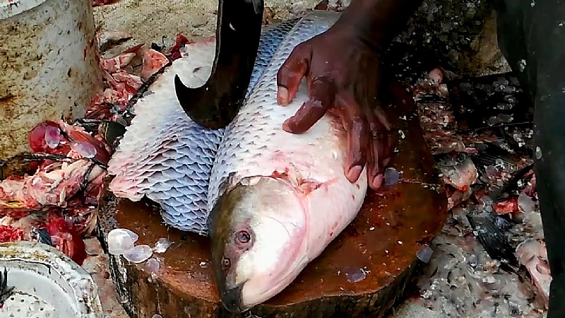 Fish Stmop 'Stop rejecting fish head and bones, they are rich in micronutrients' — FAO
