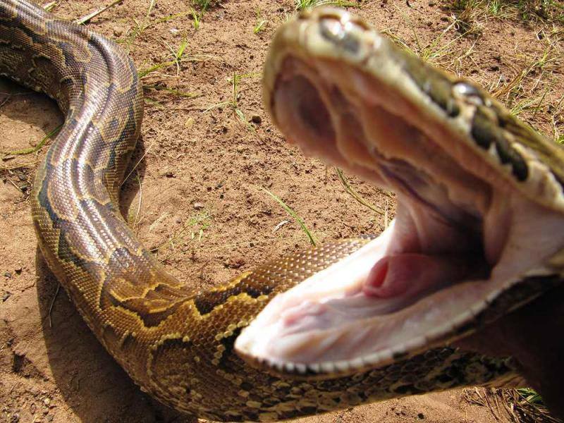 Elmina: 14-year-old conquers monstrous 14-foot python terrorising ...