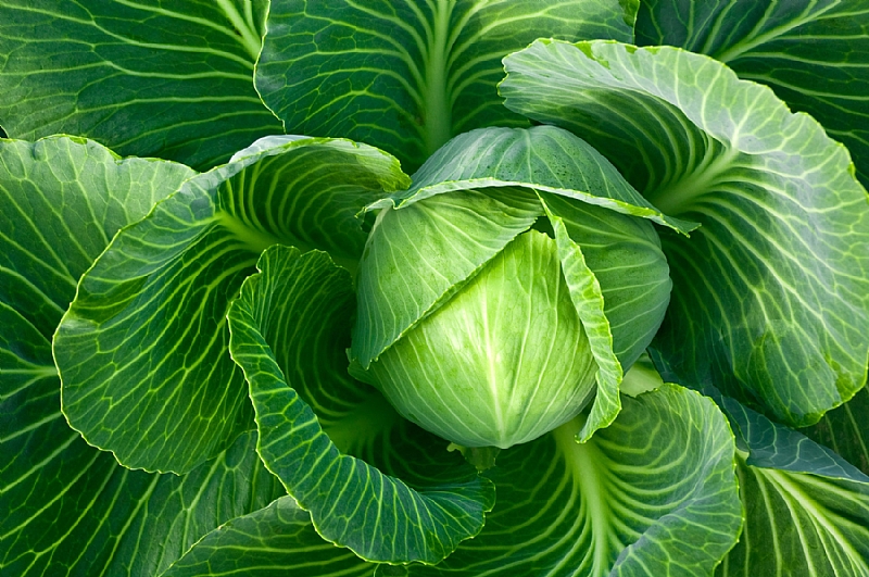 The Agronomic gist of cabbage