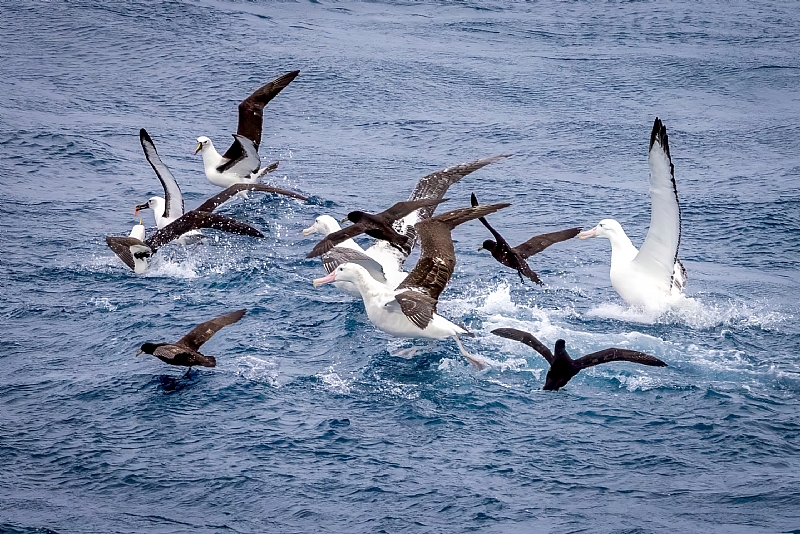 Marine flyways: A key to ocean conservation