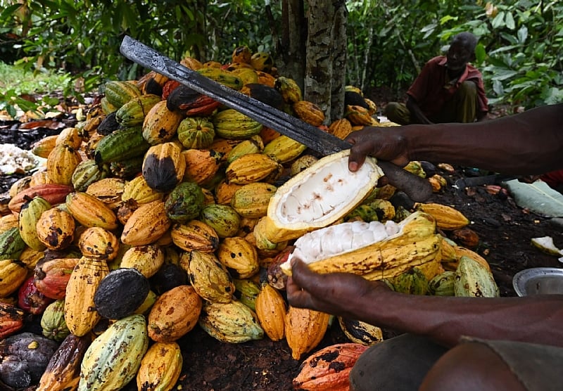 Ghana's Cocoa Future Requires a Radical Policy Shift: Eight Priorities for Building Climate-Resilient Producers