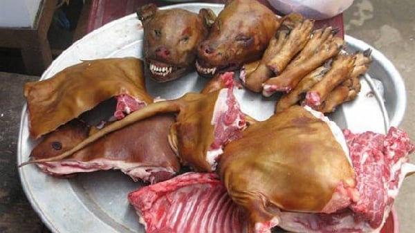 Stop trading and eating dogs, cats; sacrificing animals crue...