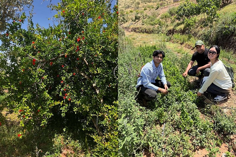 Investing In the Seeds of Change: The Future of Pomegranates...