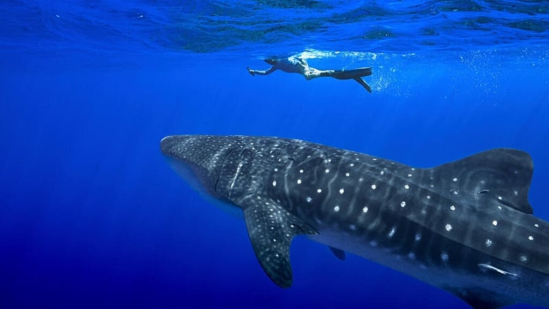 France moves closer to ocean goals with three new marine protection zones