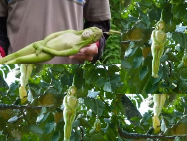 Mystery tree that 'bears fruit like shape of women' found in Thai...