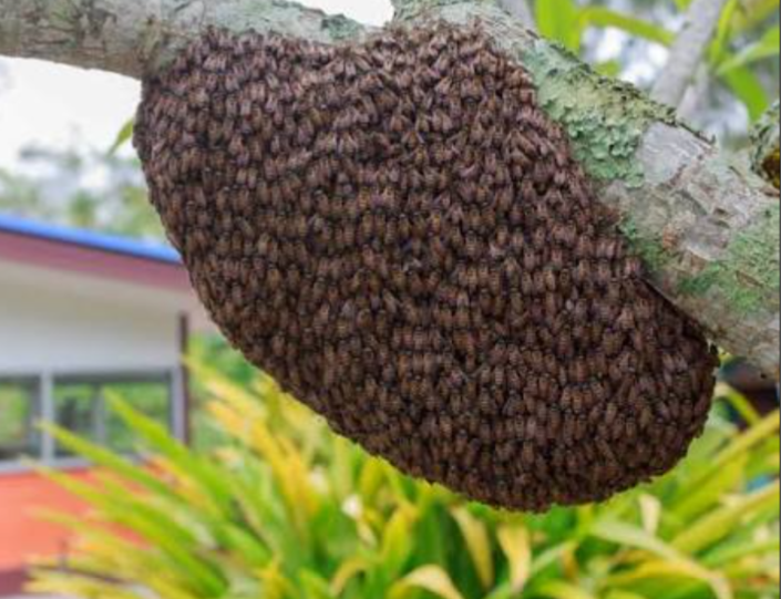 Volta Region: GNFS relocates bee swarm after attack on student and teacher a