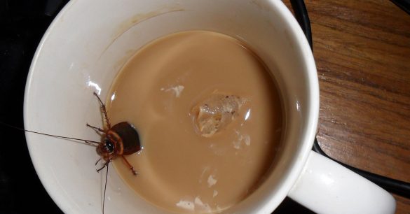 Cockroach milk: The protein drink you didn’t know you’ve been missing