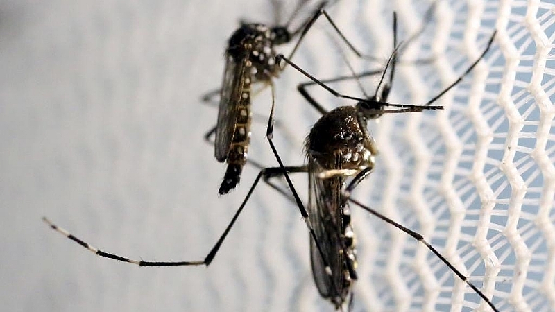 As Covid Crisis Lingers Tiger Mosquito Boosts Risk Of Tropical Disease