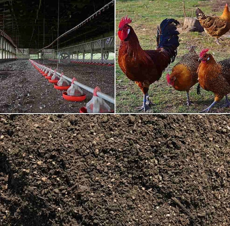 Mahama to encourage poultry farmers to produce fertilizer from chicken droppings