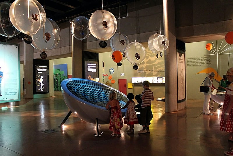 Fun with fossils: South African kids learn a whole lot more ...