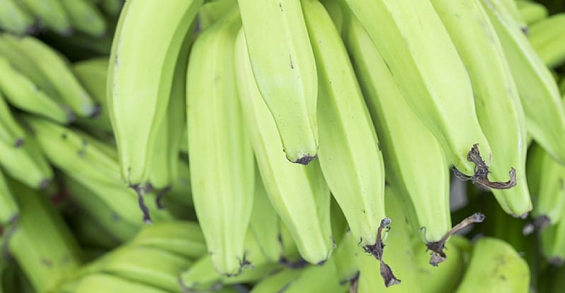 plantain-lowers-blood-pressure-why-your-mother-was-right