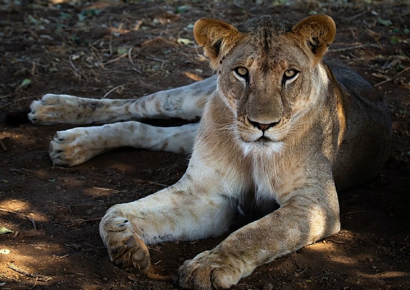 Lion Farming In South Africa: Fresh Evidence Adds Weight To Fears Of 