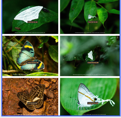 Atewa Forest: Ghana’s butterfly haven and a global biodiversity treasure
