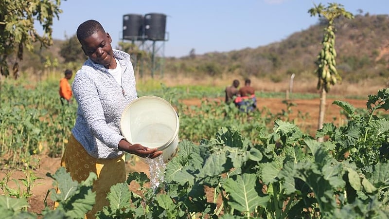 Solar-powered community gardens offer lifeline in drought-hit Zimbabwe