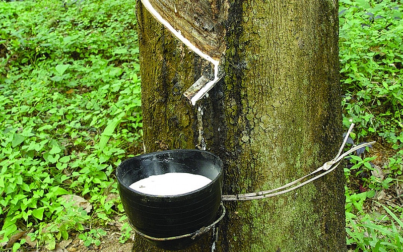 Cocoa farmers cutting down cocoa trees to plant rubber in Bompieso