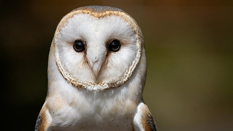British Army sailors rescue bedraggled barn owl 70 nautical miles out to sea
