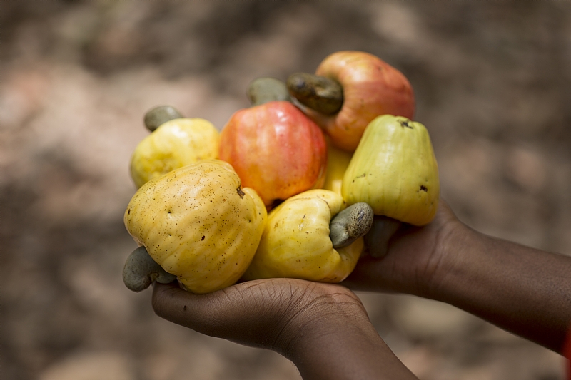 poisonous cashew harvesting