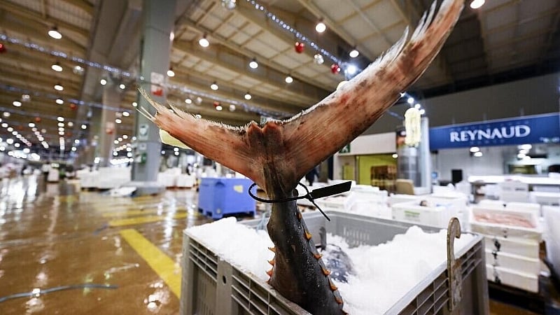 Eight French cities ban tuna from school canteens citing high mercury levels