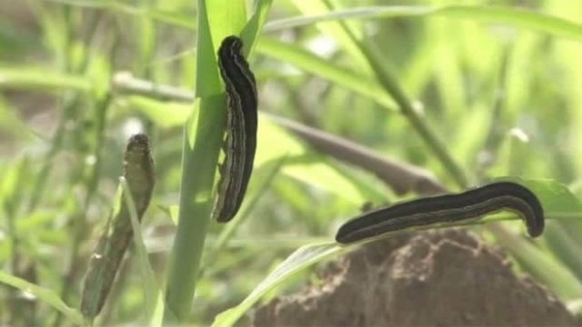Scientists Warn Of Major Resurgence Of Fall Armyworm
