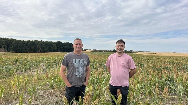 After Rice Experiment French cereal farmers experiment with African sorghum to beat the heat