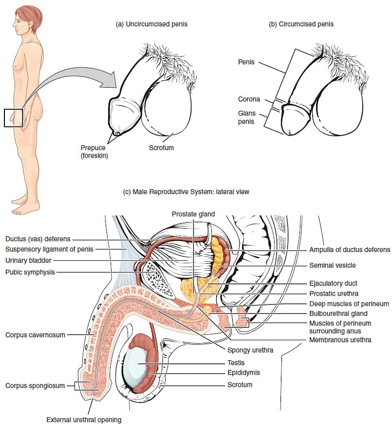 Dealing With Male Infertility-The Case Of Quantity And Quality(part 1)