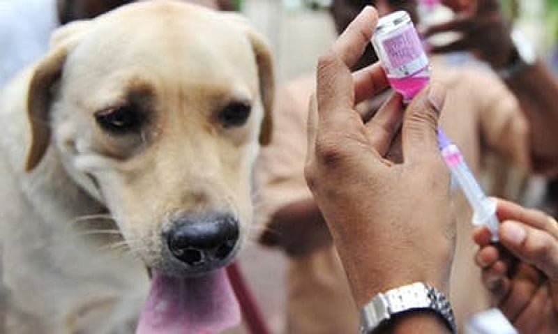 Veterinary Department records 26 rabies-related deaths this year