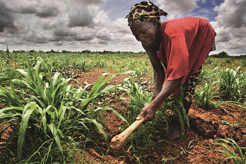 NGOs Are Causing Africa’s Agriculture To Stagnate