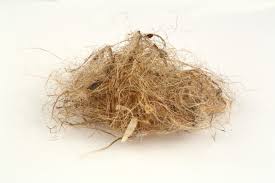 Great Nutrition: Kenaf, the multipurpose plant