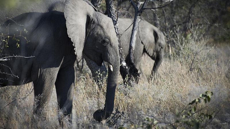 Namibia deploys 500 soldiers to fight fire in Etosha National Park