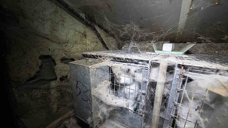 Rabbits in crowded cages shown ahead of French MPs' animal rights vote