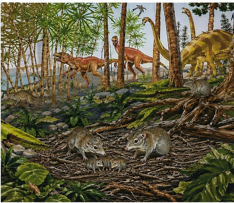 Early mammals weren’t all loners, as scientists thought – some already lived in pairs alongside the dinosaurs