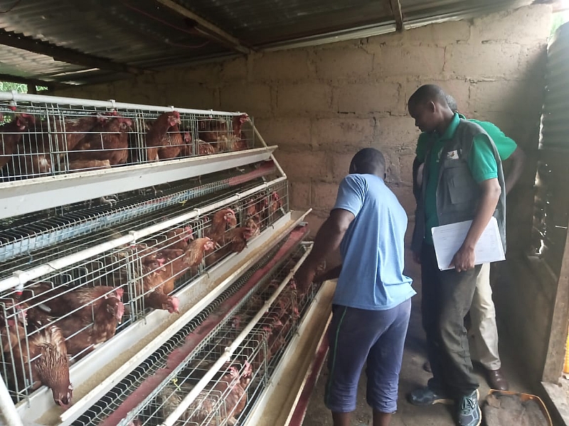 Bird Flu Outbreak Poultry Farmers Demand Payments Of Ghs789 565 Compensation From Government