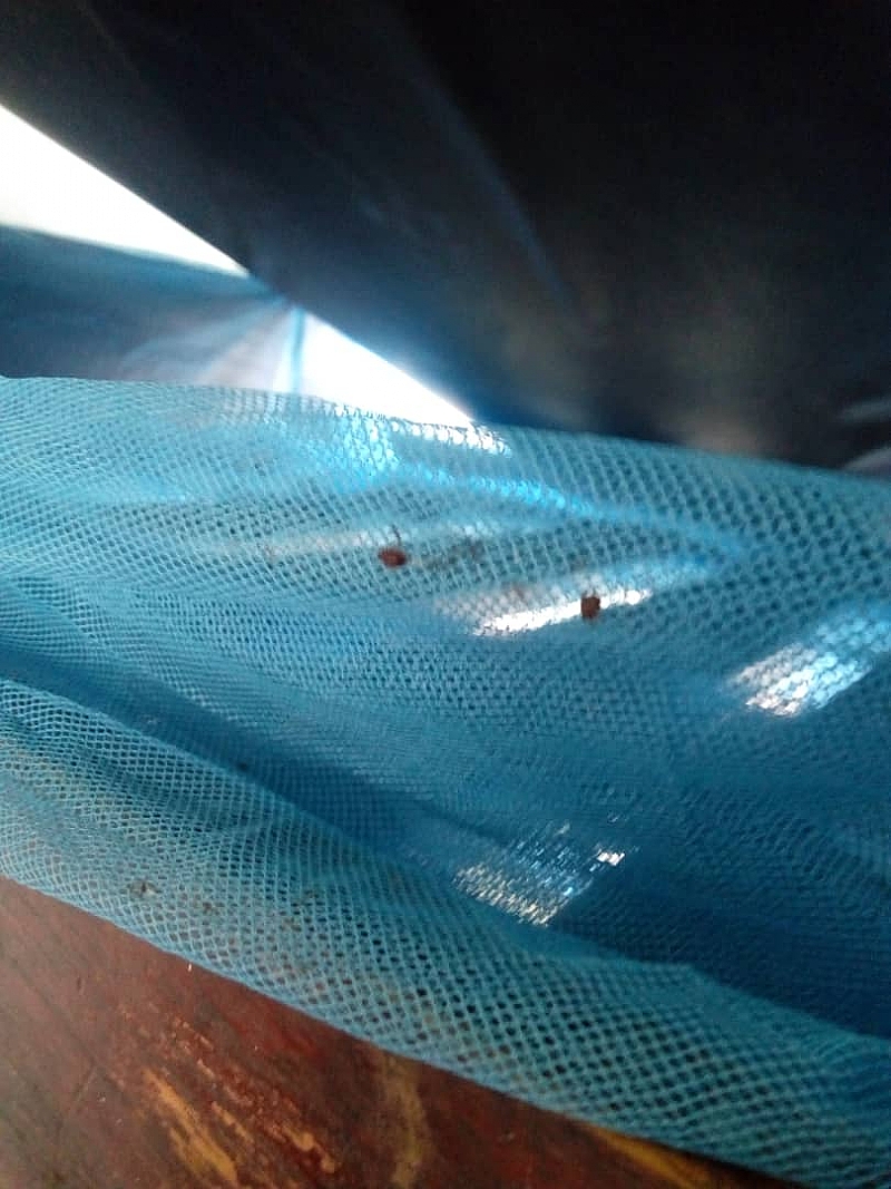 bed bugs causes