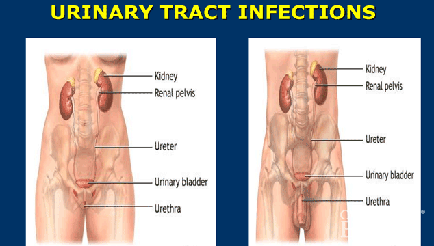 Seems Difficulty draining penis after urination Remarkable, very Difficulty draining penis after urination